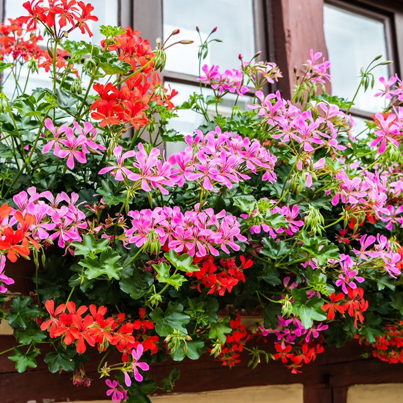 Pelargonium peltatum Roi des Balcon Lilas - Hanggeranium (Groeiplaats)