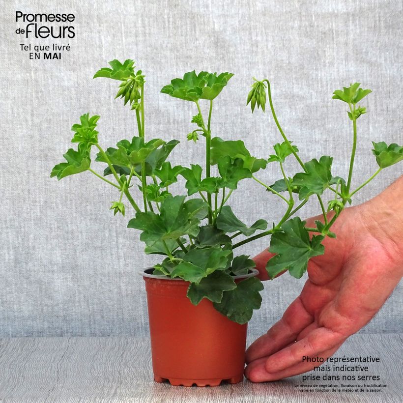 Example of Pelargonium peltatum Roi des Balcon Lilas - Hanggeranium Kweekpotje van 8/9 cm as you get in printemps