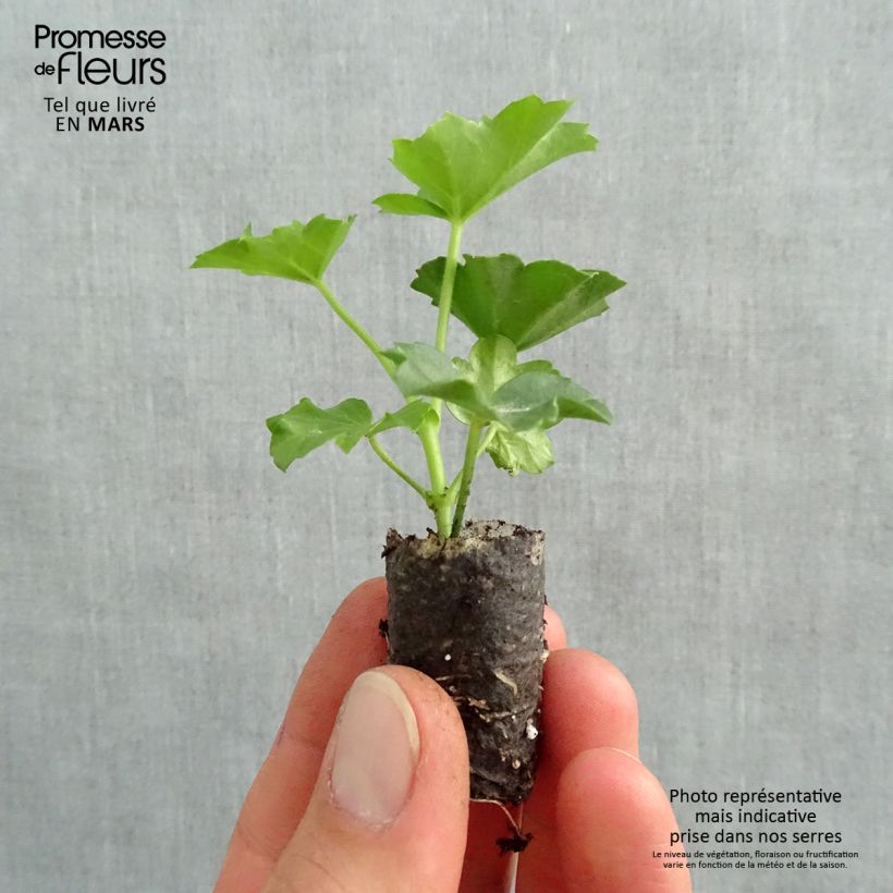 Example of Pelargonium Roi des Balcons Imperial Red - Hanggeranium Mini-mot Ø 1,5/2,5 cm as you get in printemps