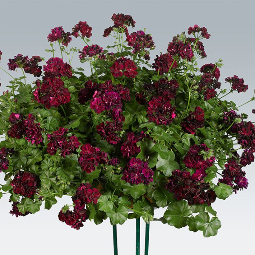 Pelargonium peltatum Tommy - Hanggeranium dubbel (Plant habit)