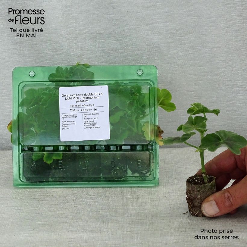 Example of Géranium lierre double BIG 5 Light Pink - Pelargonium peltatum Mini-mot Ø 3/4 cm as you get in printemps
