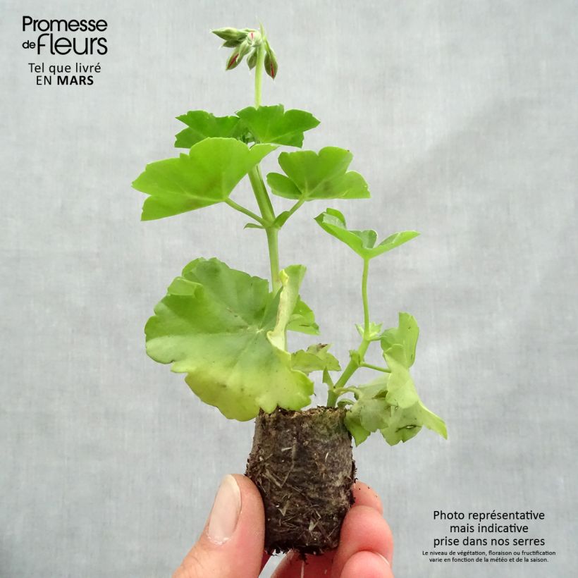 Example of Géranium lierre double BIG 5 Red - Pelargonium peltatum Mini-mot Ø 3/4 cm as you get in printemps