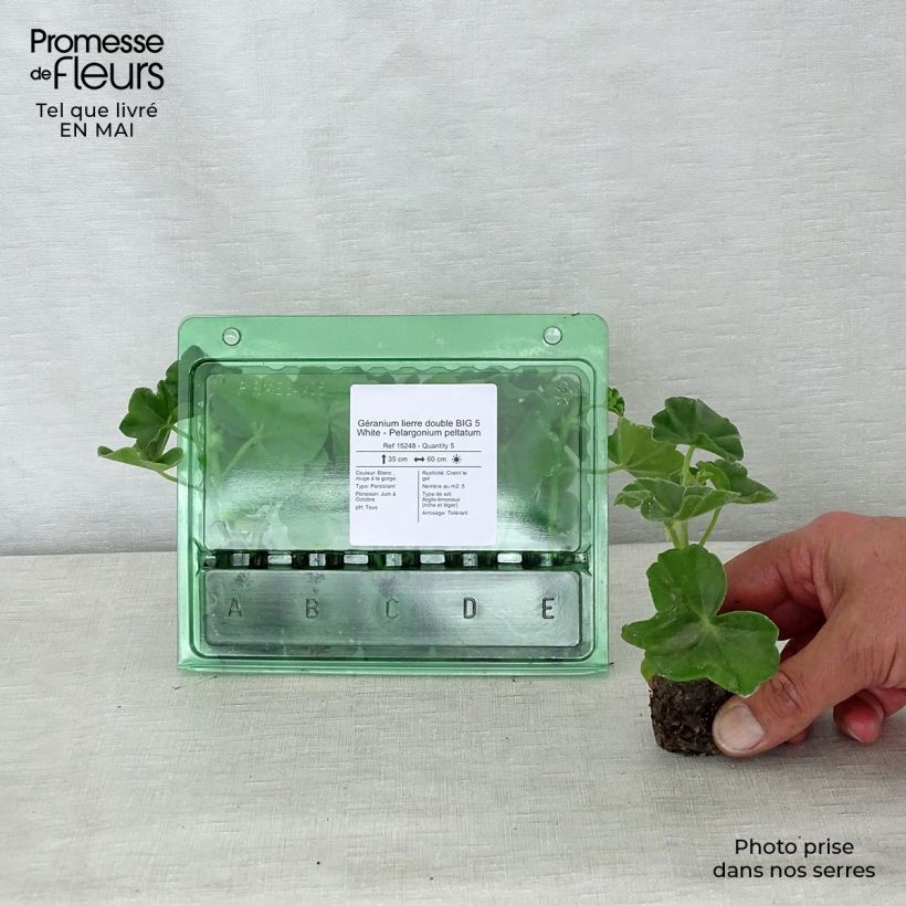 Example of Géranium lierre double BIG 5 White - Pelargonium peltatum Mini-mot Ø 3/4 cm as you get in printemps