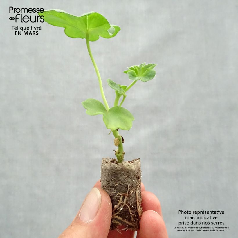 Example of Géranium-lierre double Royal Blue    Mini-mot Ø 1,5/2,5 cm as you get in printemps