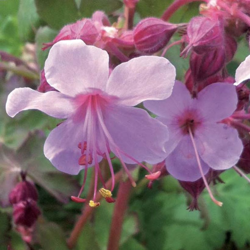Geranium macrorrhizum Olympos - Rotsooievaarsbek (Bloei)