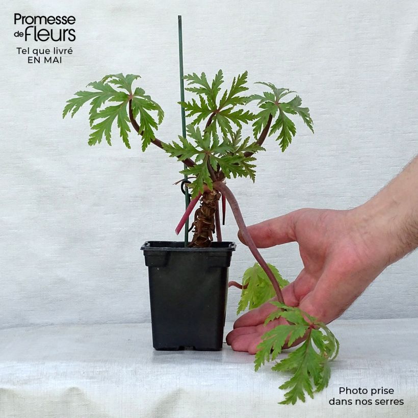 Exemplaar van Geranium maderense - Madeira-ooievaarsbek Kweekpotje van 7/8 cm zoals geleverd in de lente