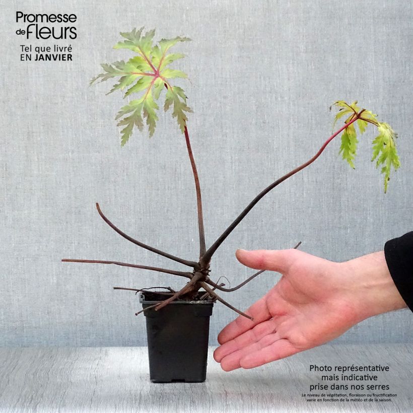 Example of Géranium maderense - Géranium de Madère Kweekpotje van 7/8 cm as you get in hiver