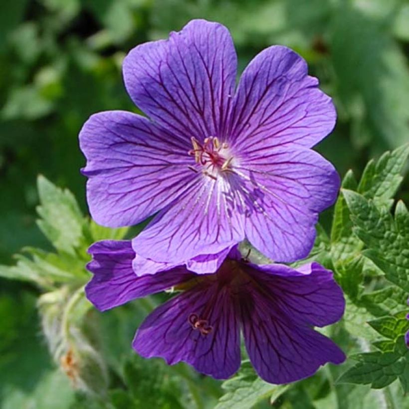 Geranium magnificum - Ooievaarsbek (Flowering)