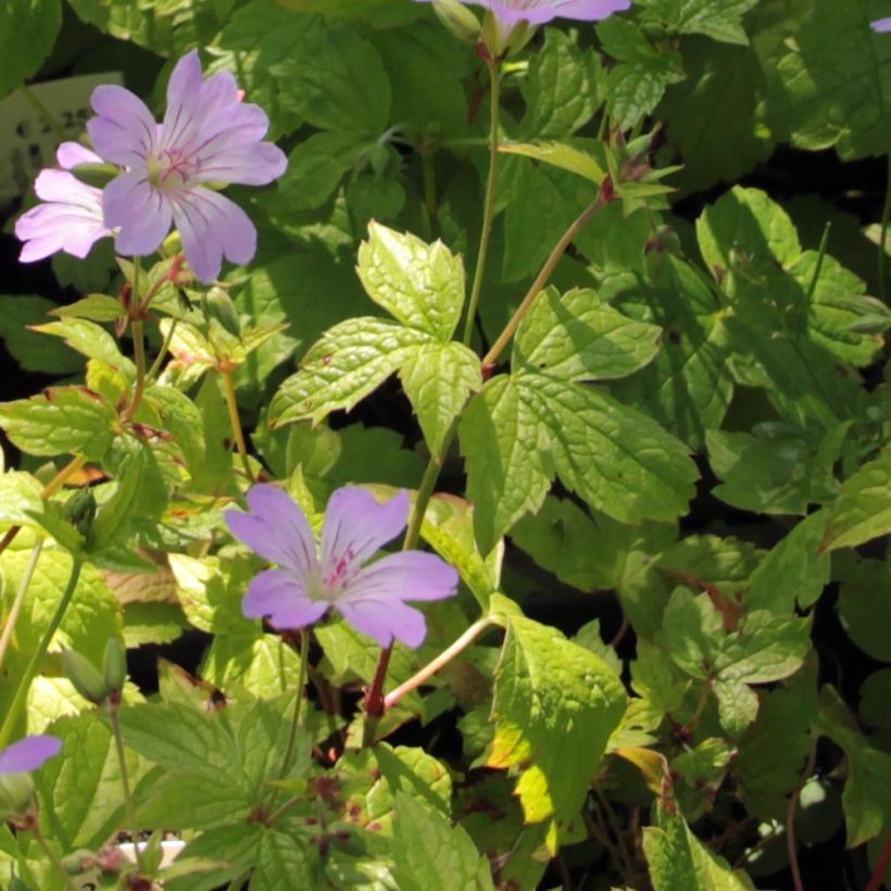 Geranium nodosum Simon - Ooievaarsbek (Foliage)