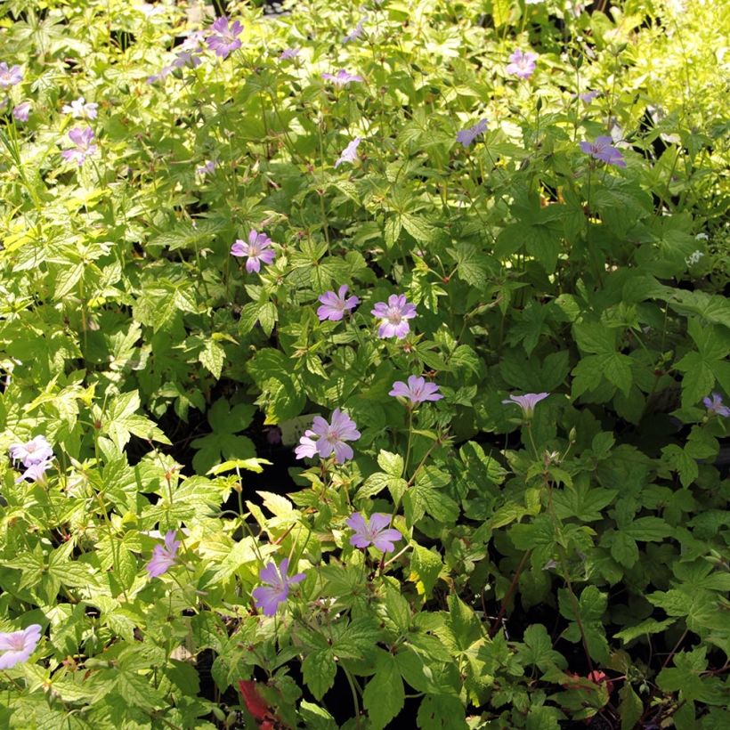 Geranium nodosum Simon - Ooievaarsbek (Plant habit)