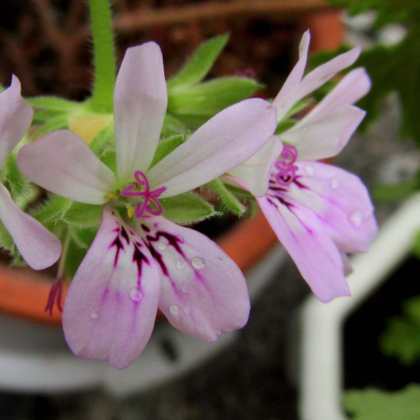 Pelargonium capitatum - Geurgeranium (Flowering)
