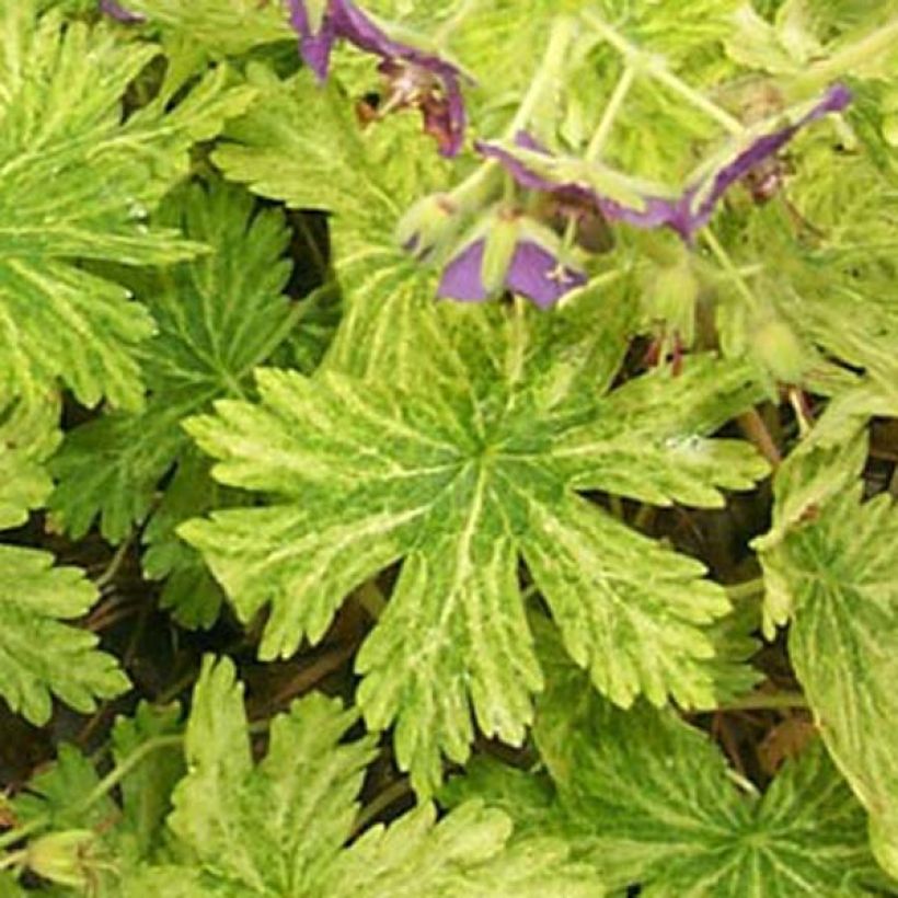 Geranium phaeum Margaret Wilson - Donkere ooievaarsbek (Blad)