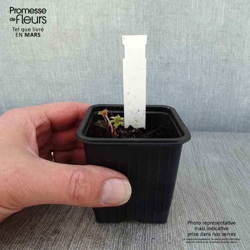 Example of Geranium pratense Else Lacey - géranium des prés Kweekpotje van 8/9 cm as you get in hiver