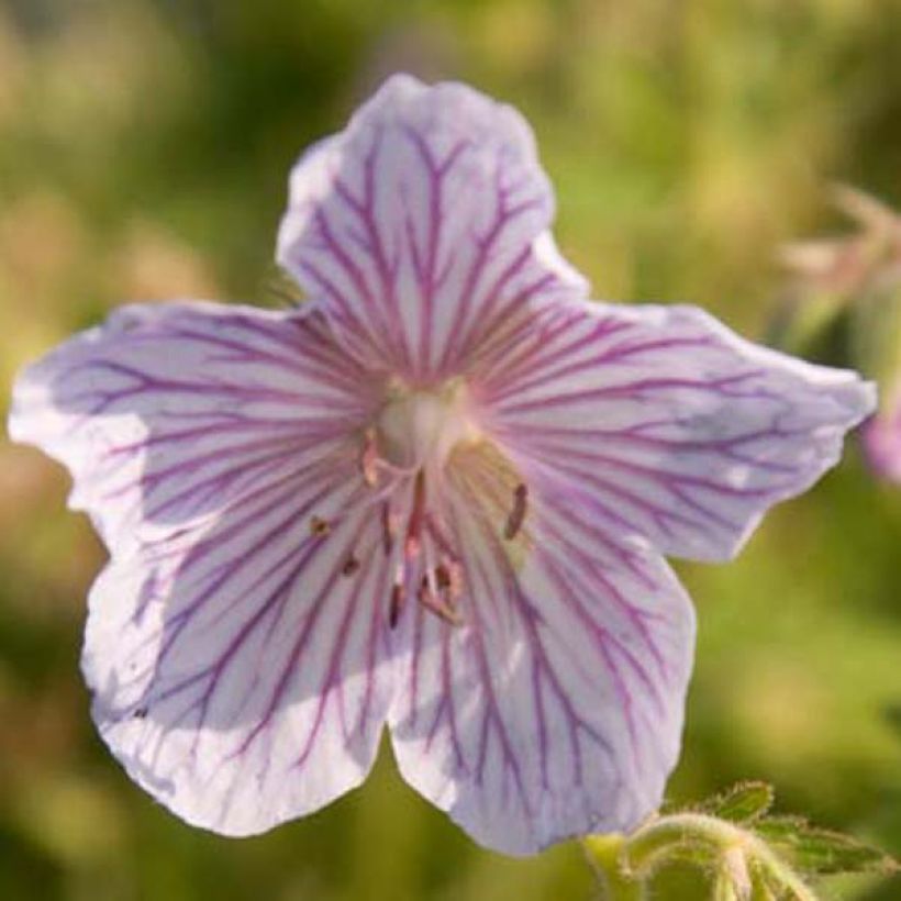 Geranium pratense Ilja - Beemdooievaarsbek (Bloei)