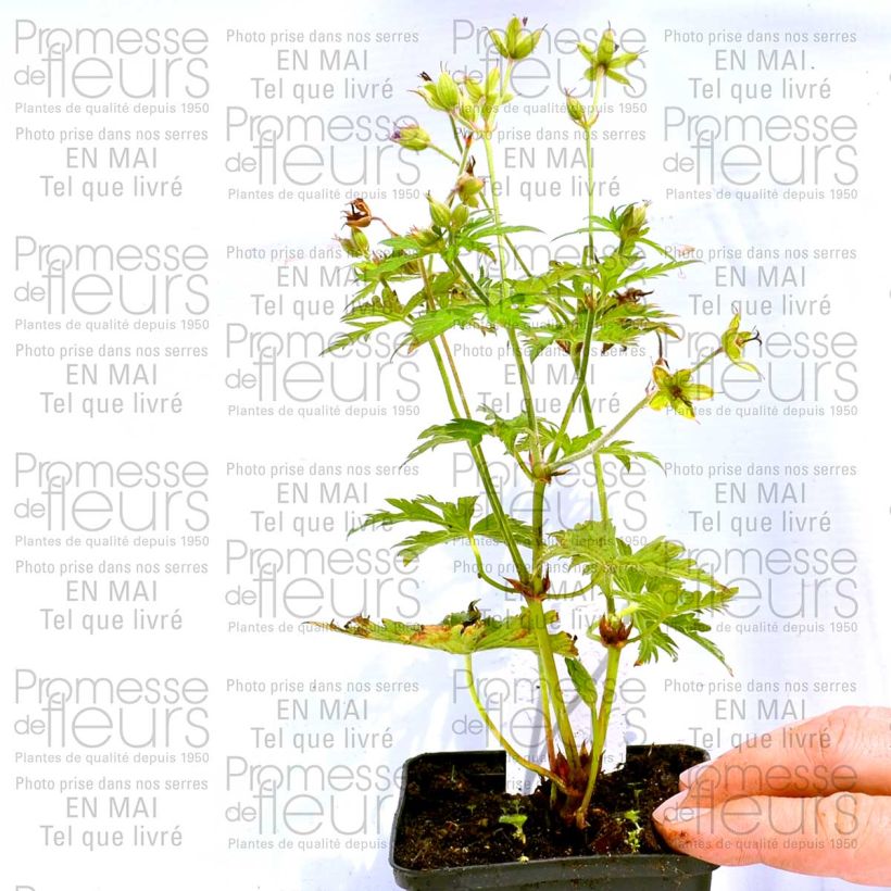 Voorbeeld van een exemplaar van Geranium psilostemon Eva - Armeense ooievaarsbek Kweekpotje van 8/9 cm zoals geleverd