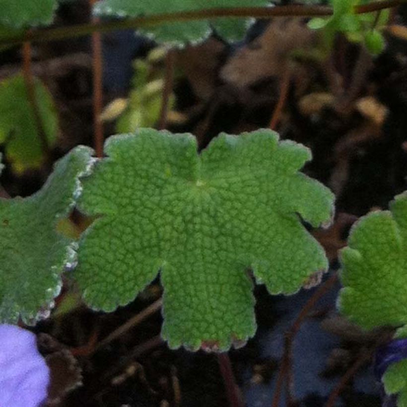 Geranium renardii Tcschelda - Kaukasische ooievaarsbek (Foliage)