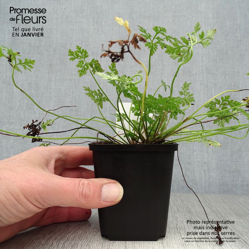 Example of Geranium robertianum - Robertskruid Kweekpotje van 8/9 cm as you get in hiver