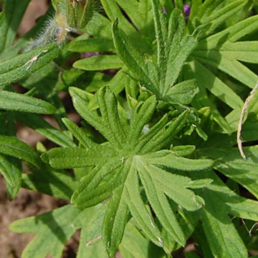 Geranium sanguineum - Bloedooievaarsbek (Foliage)