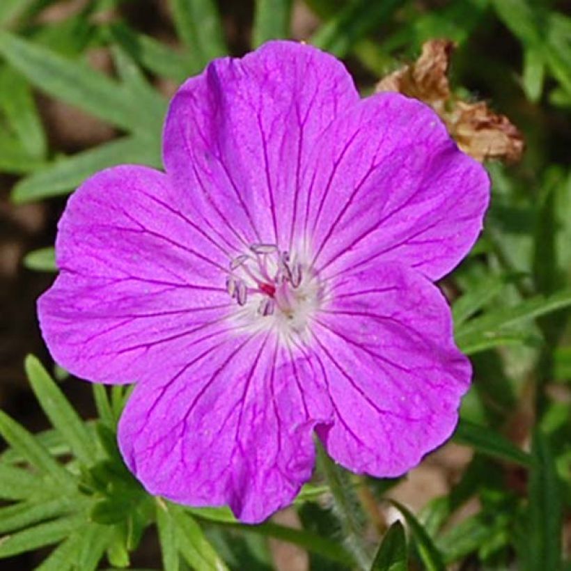 Geranium sanguineum - Bloedooievaarsbek (Flowering)
