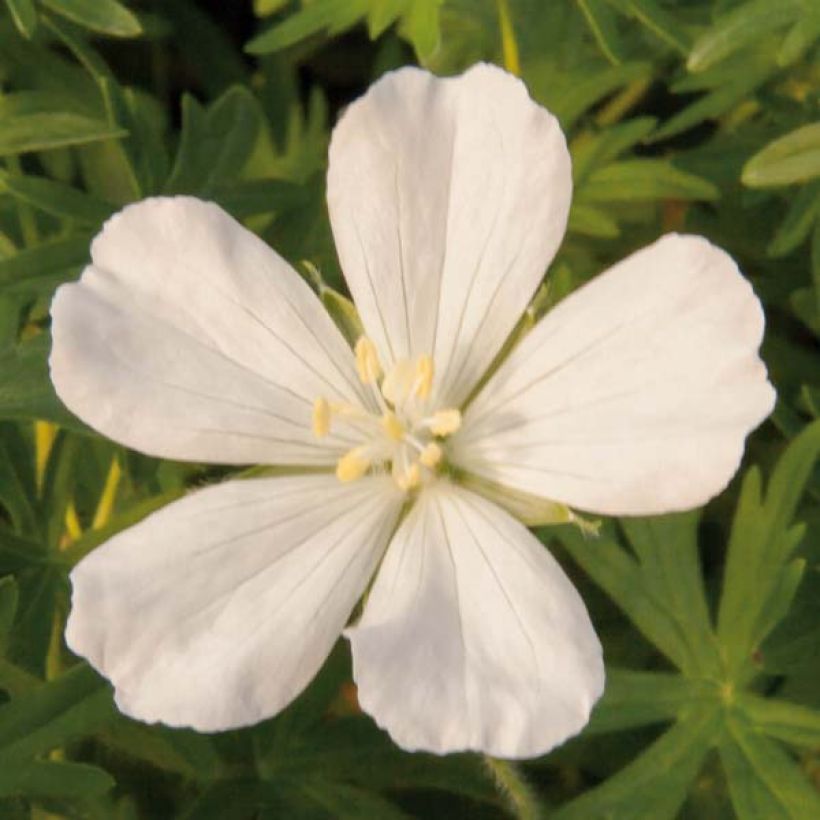 Geranium sanguineum Album - Bloedooievaarsbek (Flowering)