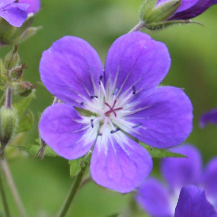 Geranium sylvaticum Ice Blue - Bosooievaarsbek (Flowering)