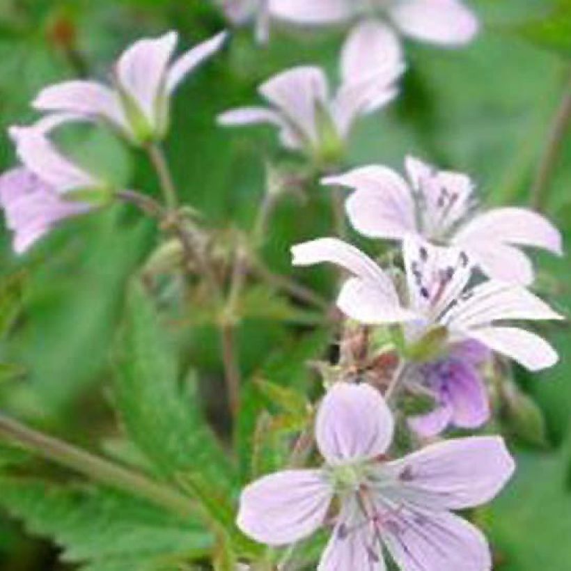 Geranium sylvaticum wanneri - Bosooievaarsbek (Bloei)