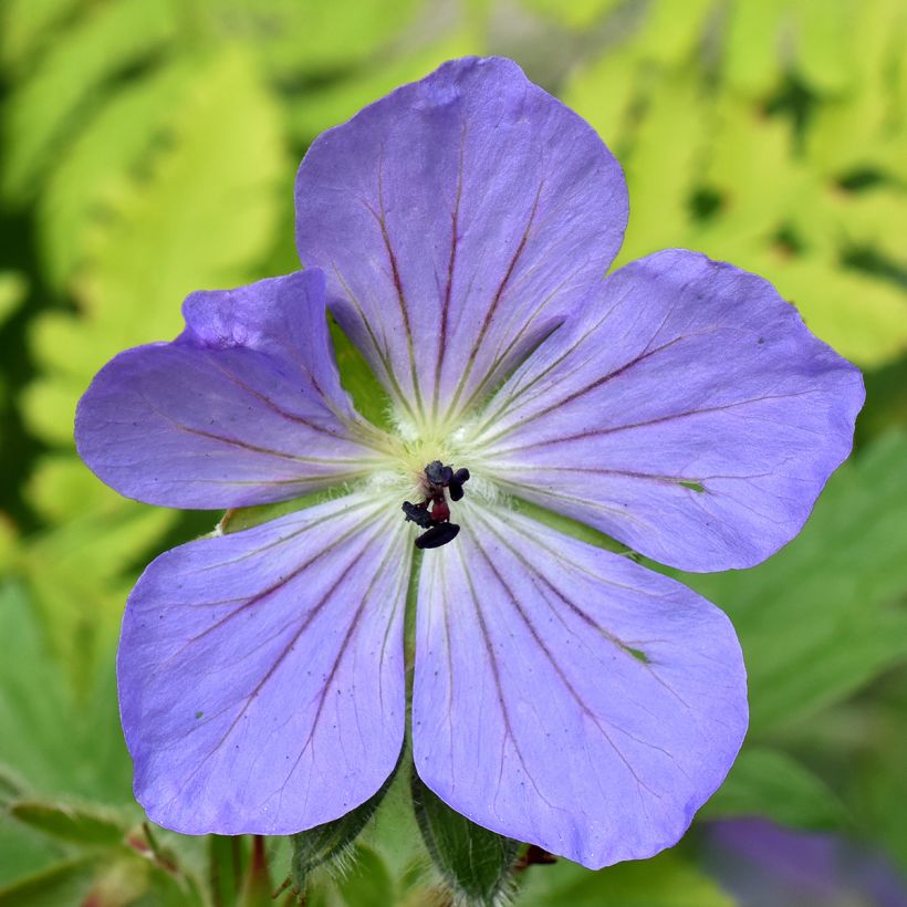 Geranium Alaska - Ooievaarsbek (Bloei)