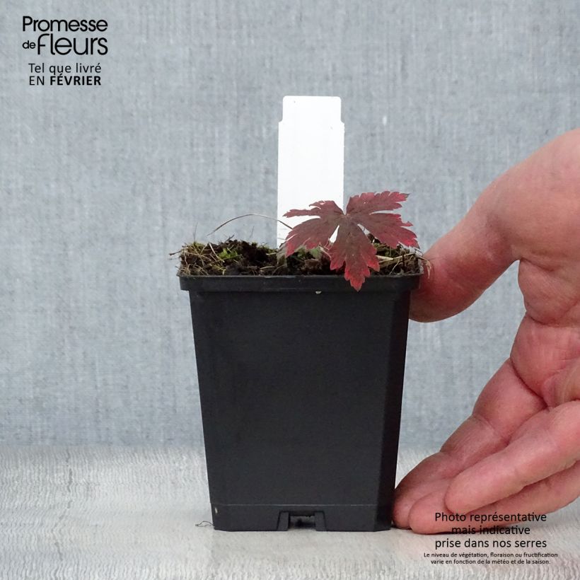 Example of Geranium Ann Folkard - Ooievaarsbek Kweekpotje van 8/9 cm as you get in hiver