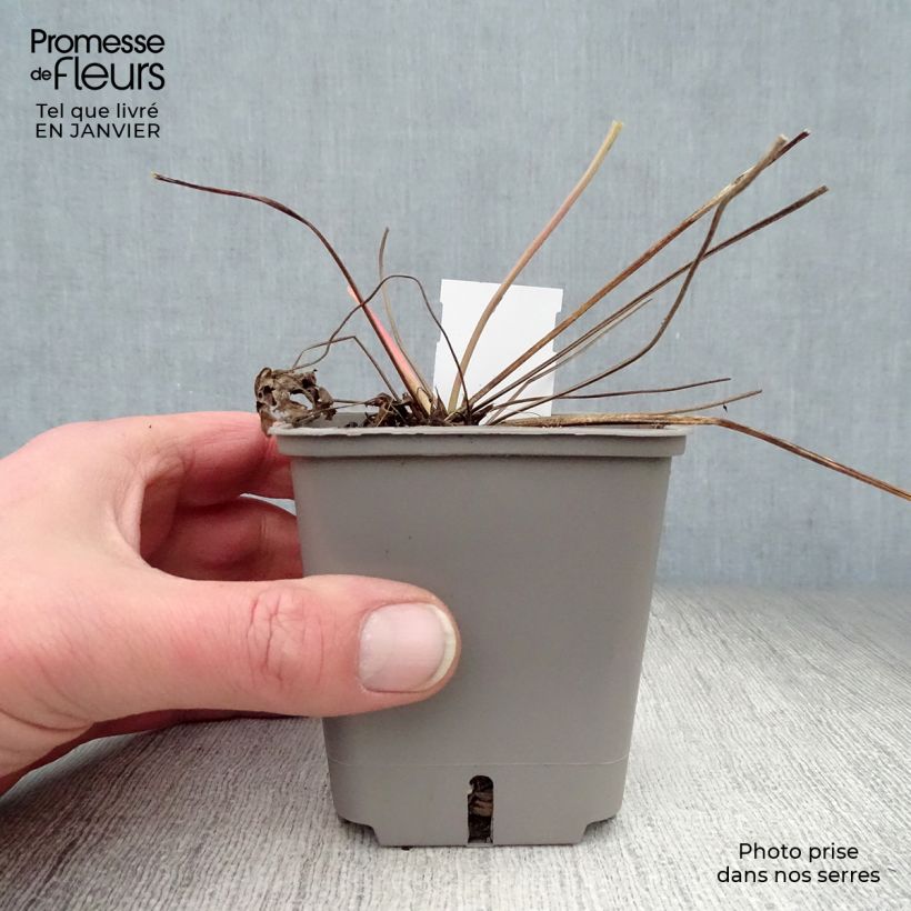 Example of Geranium Anne Thomson - Ooievaarsbek Kweekpotje van 8/9 cm as you get in hiver