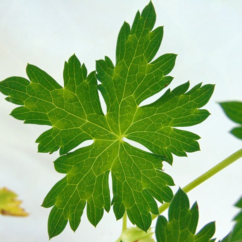 Geranium wallichianum Azure Rush - Ooievaarsbek (Foliage)