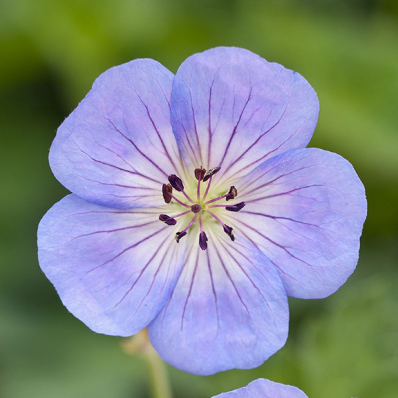 Geranium wallichianum Azure Rush - Ooievaarsbek (Flowering)