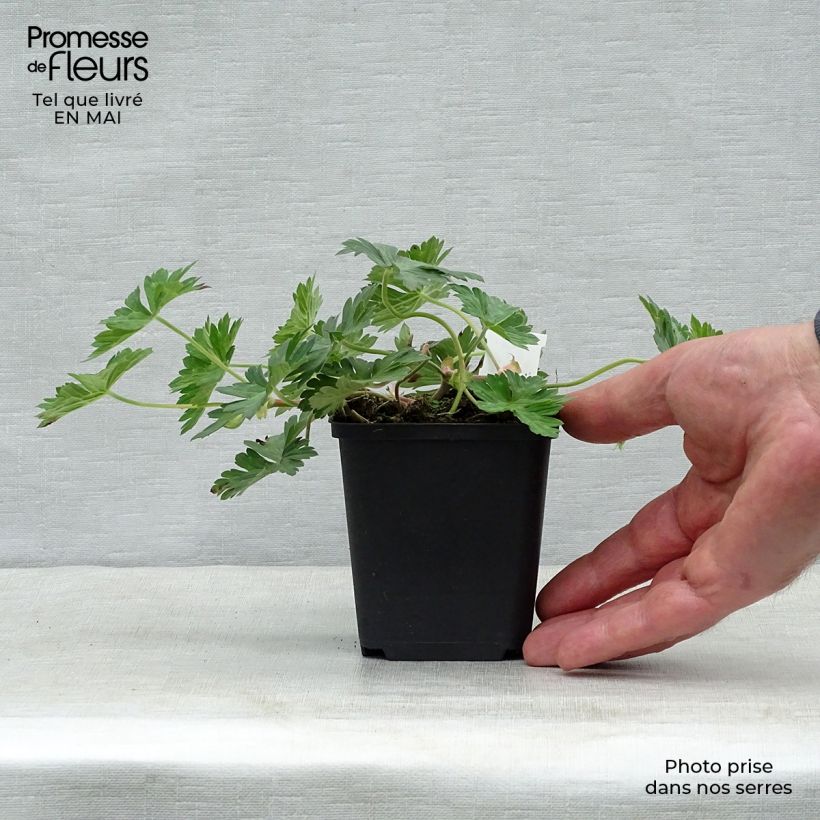 Exemplaar van Geranium wallichianum Azure Rush - Ooievaarsbek Kweekpotje van 8/9 cm zoals geleverd in de lente