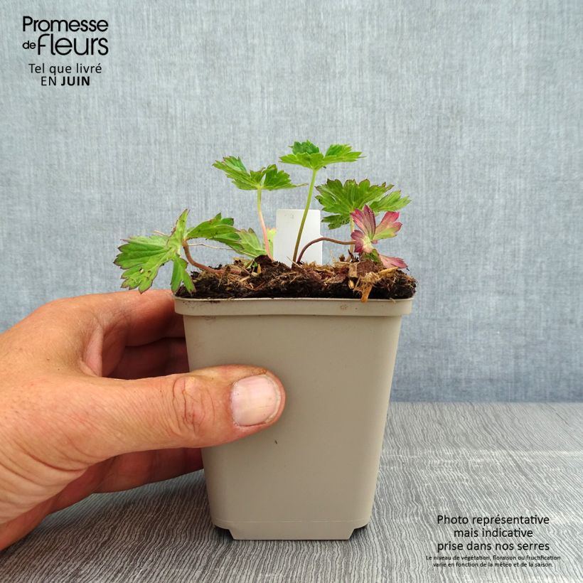 Exemplaar van Geranium wallichianum Azure Rush - Ooievaarsbek Kweekpotje van 8/9 cm zoals geleverd in de zomer