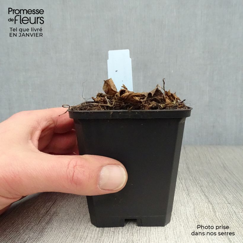 Example of Géranium vivace Azure Rush Kweekpotje van 8/9 cm as you get in hiver