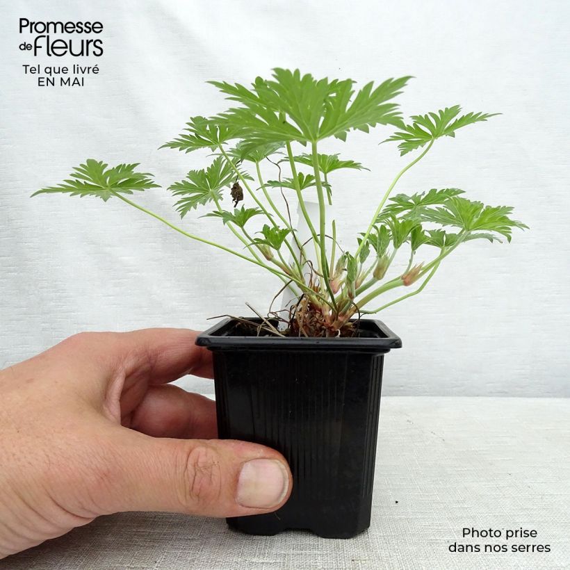 Exemplaar van Geranium collinum Blue Cloud - Ooievaarsbek Kweekpotje van 8/9 cm zoals geleverd in de lente