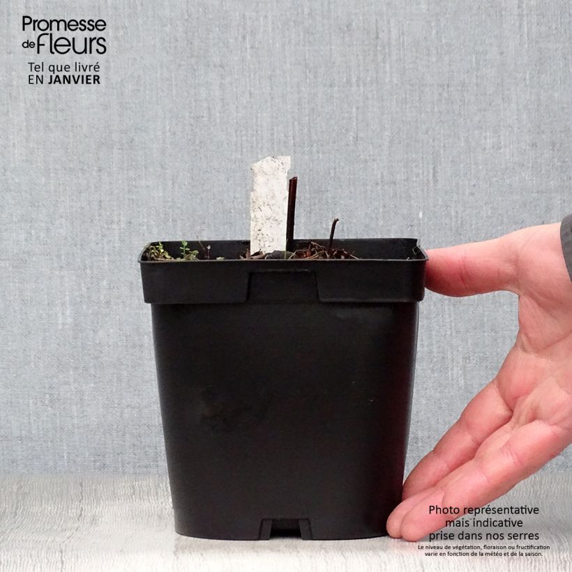 Example of Geranium collinum Blue Cloud - Ooievaarsbek Pot van 2 l/3 l as you get in hiver