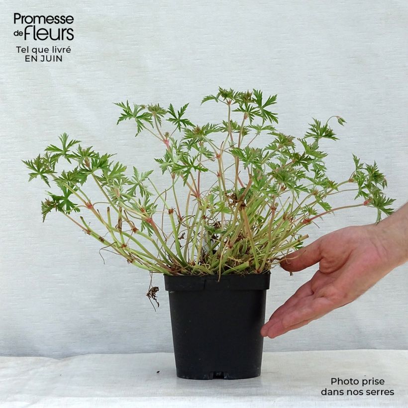 Exemplaar van Geranium collinum Blue Cloud - Ooievaarsbek Pot van 2 l/3 l zoals geleverd in de zomer