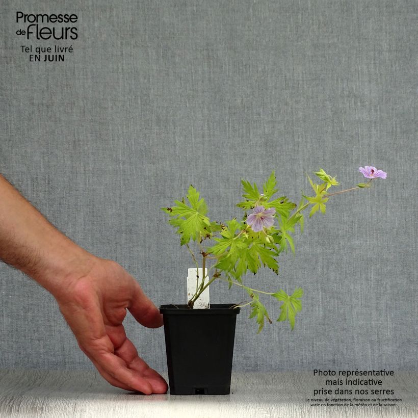 Exemplaar van Geranium Blue Sunrise - Ooievaarsbek Kweekpotje van 8/9 cm zoals geleverd in de zomer