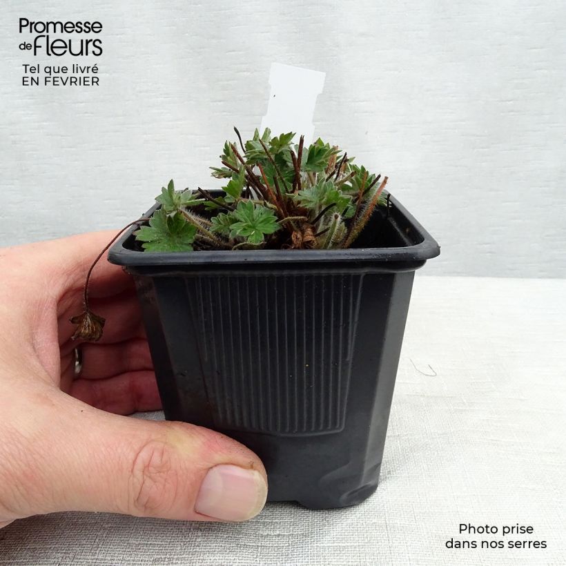 Example of Geranium sanguineum Blushing Turtle - Bloedooievaarsbek Kweekpotje van 8/9 cm as you get in hiver