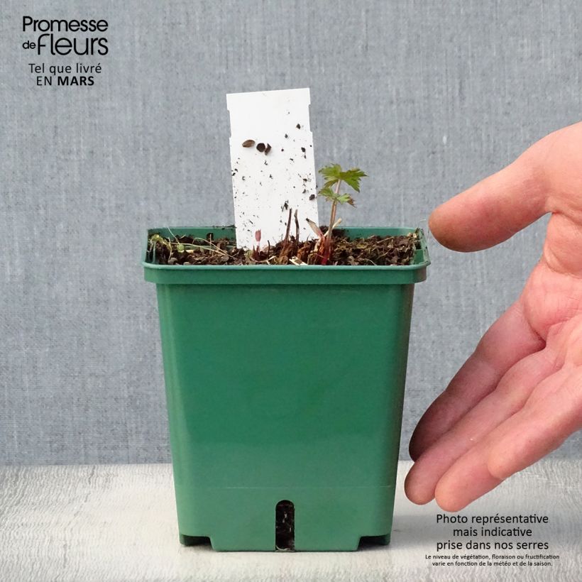 Exemplaar van Geranium Brookside - Ooievaarsbek Pot van 1 l/1,5 l zoals geleverd in de lente