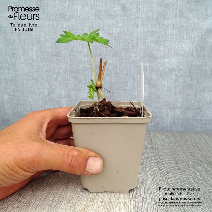 Exemplaar van Geranium psilostemon Catherine Deneuve - Armeense ooievaarsbek Kweekpotje van 8/9 cm zoals geleverd in de zomer
