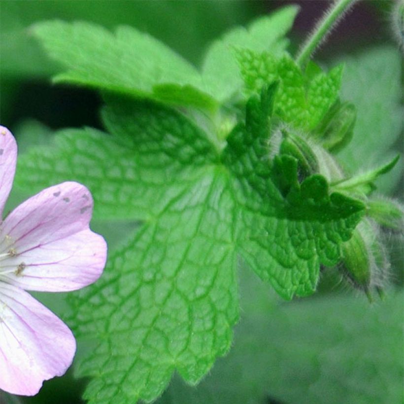 Geranium Chantilly - Ooievaarsbek (Foliage)