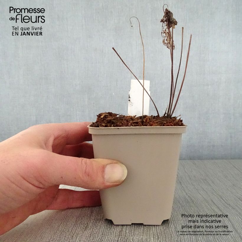 Example of Geranium vivace Chantilly Kweekpotje van 8/9 cm as you get in hiver