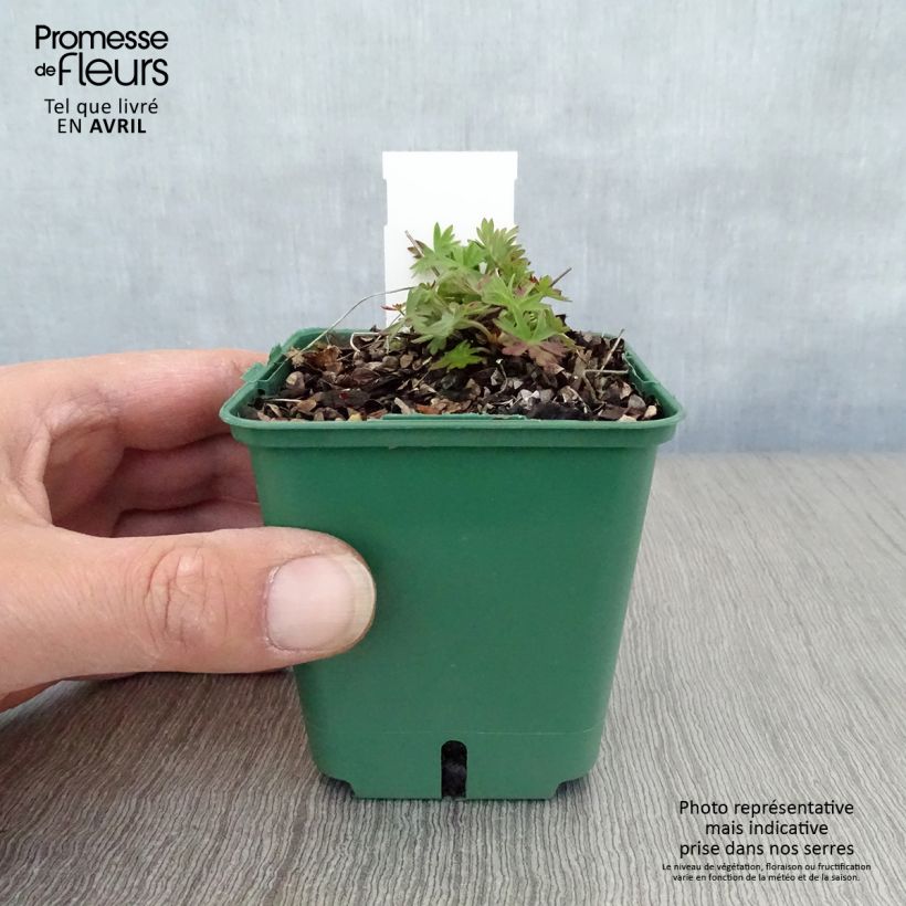 Exemplaar van Geranium Dilys - Ooievaarsbek Kweekpotje van 8/9 cm zoals geleverd in de lente