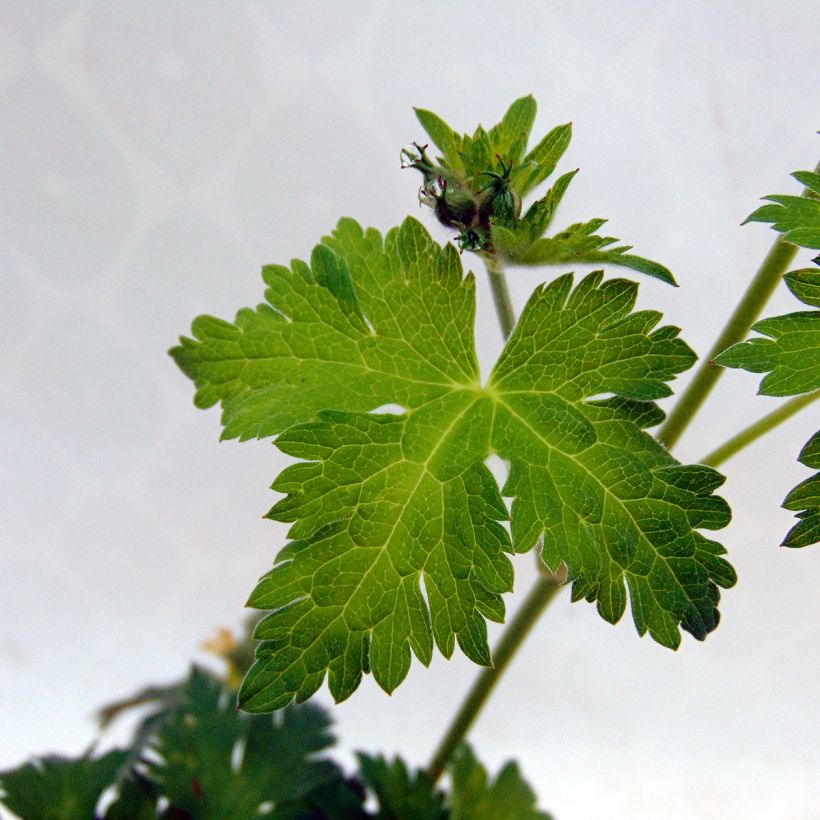Geranium Dragon Heart - Ooievaarsbek (Foliage)