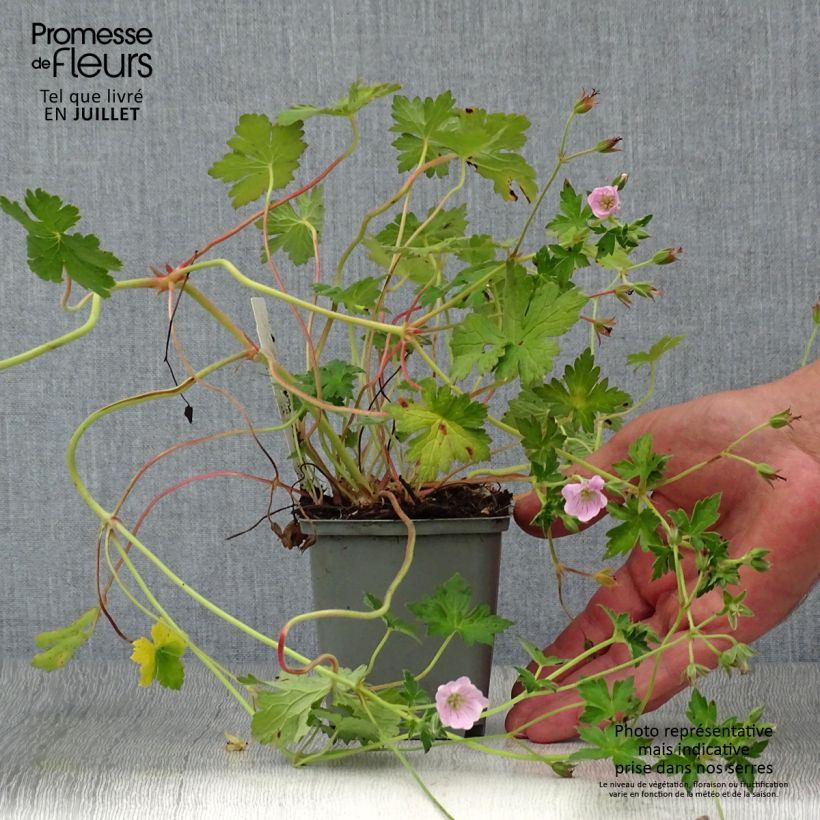 Exemplaar van Geranium Dreamland - Ooievaarsbek Kweekpotje van 8/9 cm zoals geleverd in de zomer