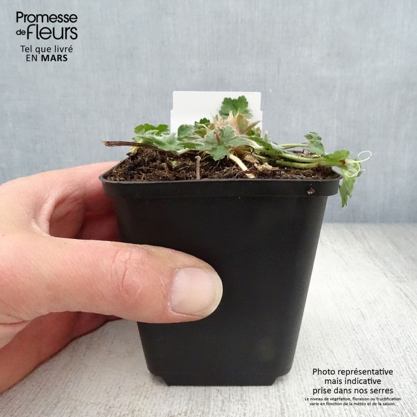 Exemplaar van Geranium Dreamland - Ooievaarsbek Kweekpotje van 8/9 cm zoals geleverd in de lente