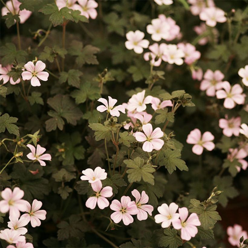 Geranium oxonianum Dusky Crug - Ooievaarsbek (Flowering)