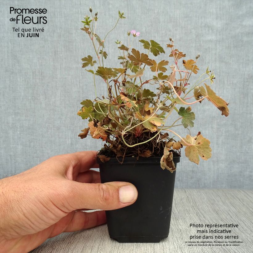 Exemplaar van Geranium oxonianum Dusky Crug - Ooievaarsbek Kweekpotje van 8/9 cm zoals geleverd in de zomer