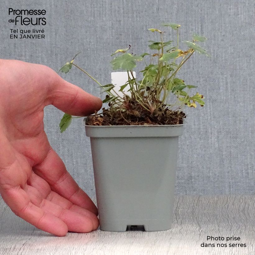 Example of Geranium oxonianum Dusky Crug - Ooievaarsbek Kweekpotje van 8/9 cm as you get in hiver